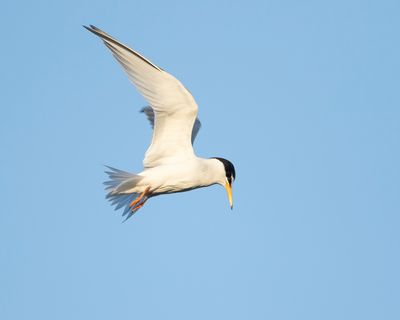 DWERGSTERN - Sternula albifrons - LITTLE TERN