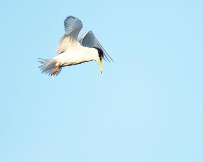 DWERGSTERN - Sternula albifrons - LITTLE TERN