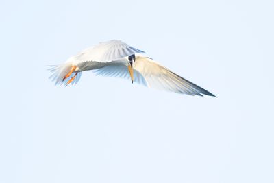 DWERGSTERN - Sternula albifrons - LITTLE TERN