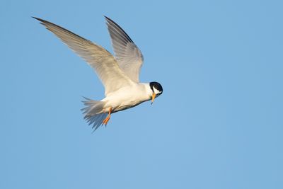 DWERGSTERN - Sternula albifrons - LITTLE TERN