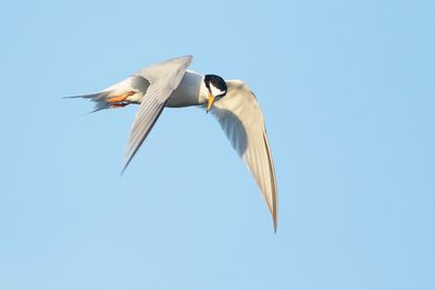 DWERGSTERN - Sternula albifrons - LITTLE TERN