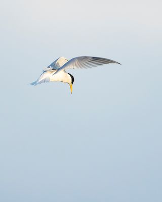 DWERGSTERN - Sternula albifrons - LITTLE TERN