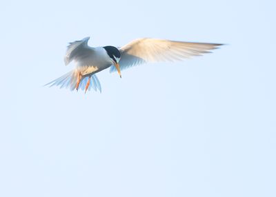 DWERGSTERN - Sternula albifrons - LITTLE TERN