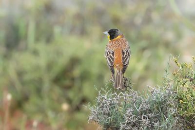 ZWARTKOPGORS - Emberiza melanocephala - BLACK-HEADED BUNTING