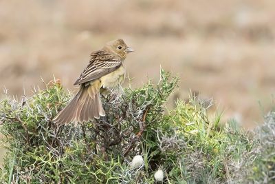 ZWARTKOPGORS - Emberiza melanocephala - BLACK-HEADED BUNTING