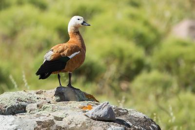 CASARCA - Tadorna ferruginea - RUDDY SHELDUCK