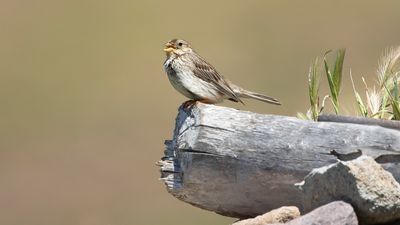 GRAUWE GORTS - Emberiza calandra - CORN BUNTING