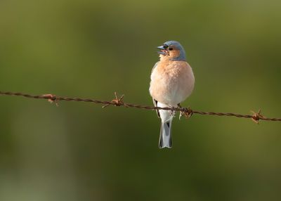 VINK - Fringilla coelebs - CHAFFINCH