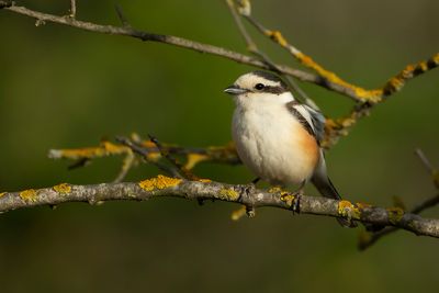 MASKERKLAUWIER - Lanius nubicus - MASKED SHRIKE