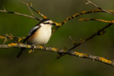 MASKERKLAUWIER - Lanius nubicus - MASKED SHRIKE