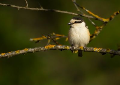 MASKERKLAUWIER - Lanius nubicus - MASKED SHRIKE