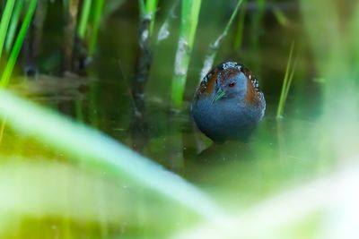 KLEINST WATERHOEN - Zapornia pusilla - BAILLON'S CRAKE