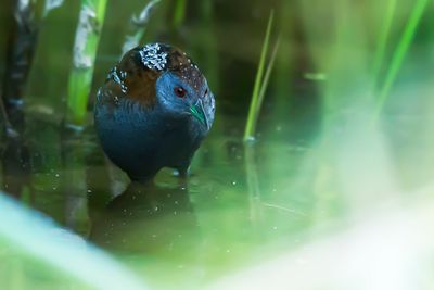 KLEINST WATERHOEN - Zapornia pusilla - BAILLON'S CRAKE