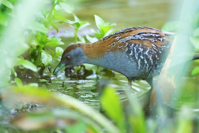 KLEINST WATERHOEN - Zapornia pusilla - BAILLON'S CRAKE