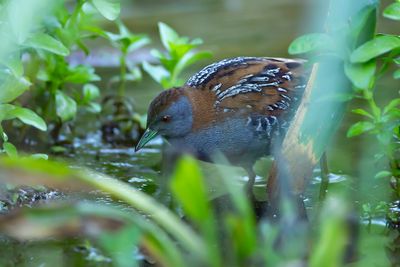 KLEINST WATERHOEN - Zapornia pusilla - BAILLON'S CRAKE