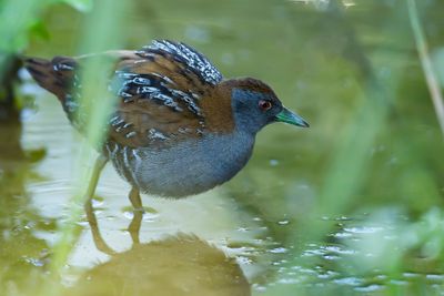 KLEINST WATERHOEN - Zapornia pusilla - BAILLON'S CRAKE