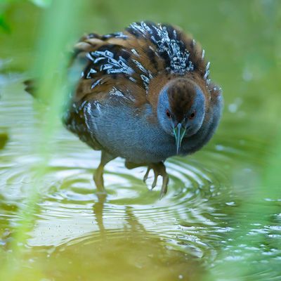 KLEINST WATERHOEN - Zapornia pusilla - BAILLON'S CRAKE