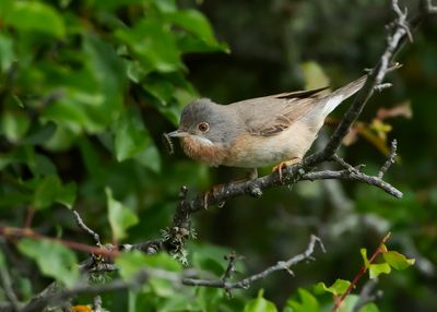 BALKANBAARDGRASMUS - Curruca cantillans - EASTERN SUBALPINE WARBLER