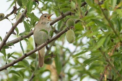 NACHTEGAAL - Luscinia megarhynchos - COMMON NIGHTINGALE