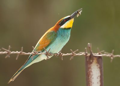 BIJENETER - Merops apiaster - EUROPEAN BEE-EATER