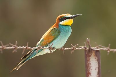 BIJENETER - Merops apiaster - EUROPEAN BEE-EATER