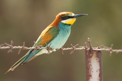 BIJENETER - Merops apiaster - EUROPEAN BEE-EATER