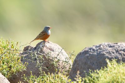 BRUINKEELORTOLAAN - Emberiza caesia - CRETZSCHMAR'S BUNTING