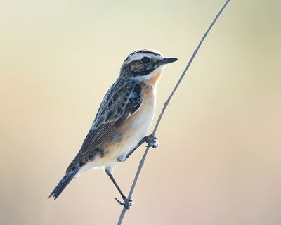 PAAPJE - Saxicola rubetra - WHINCHAT