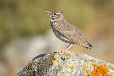 KUIFLEEUWERIK - Galerida cristata - CRESTED LARK