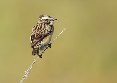 PAAPJE - Saxicola rubetra - WHINCHAT