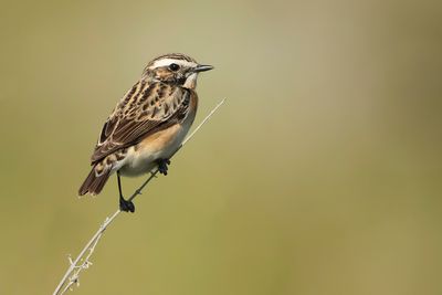 PAAPJE - Saxicola rubetra - WHINCHAT