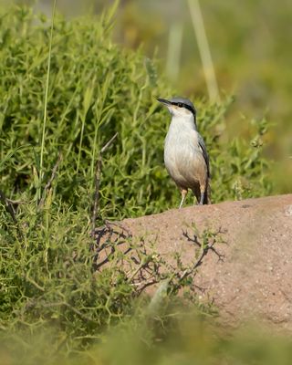 ROTSKLEVER - Sitta neumayer - WESTERN ROCK NUTHATCH