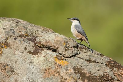 ROTSKLEVER - Sitta neumayer - WESTERN ROCK NUTHATCH