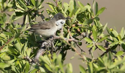 WESTELIJKE ORPHEUSGRASMUS - Curruca hortensis - WESTERN ORPHEAN WARBLER