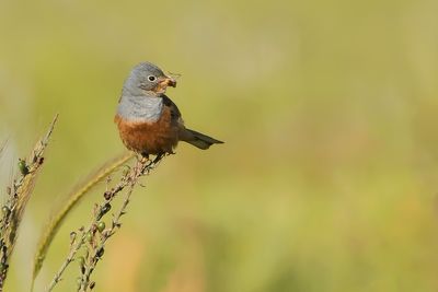 BRUINKEELORTOLAAN - Emberiza caesia - CRETZSCHMAR'S BUNTING