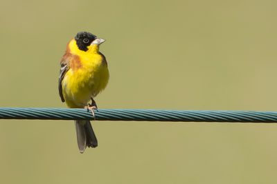 ZWARTKOPGORS - Emberiza melanocephala - BLACK-HEADED BUNTING