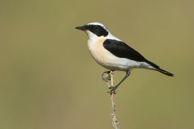 OOSTELIJKE BLONDE TAPUIT - Oenanthe melanoleuca - EASTERN BLACK-EARED WHEATEAR