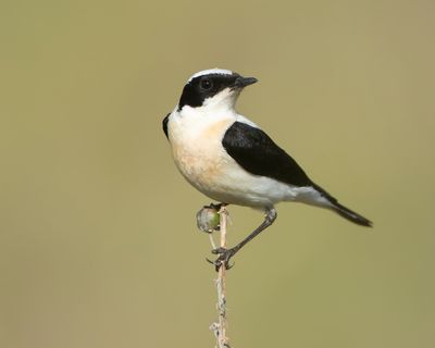 OOSTELIJKE BLONDE TAPUIT - Oenanthe melanoleuca - EASTERN BLACK-EARED WHEATEAR