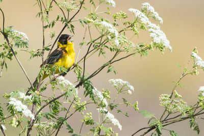 ZWARTKOPGORS - Emberiza melanocephala - BLACK-HEADED BUNTING