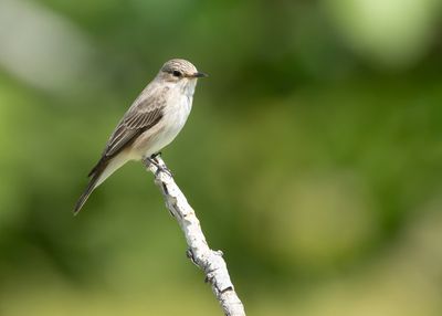 GRAUWE VLIEGENVANGER - Muscicapa striata - SPOTTED FLYCATCHER 