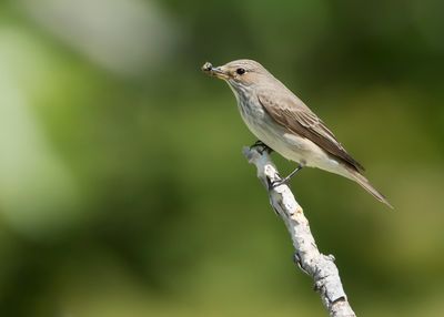 GRAUWE VLIEGENVANGER - Muscicapa striata - SPOTTED FLYCATCHER 