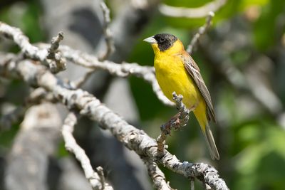 ZWARTKOPGORS - Emberiza melanocephala - BLACK-HEADED BUNTING