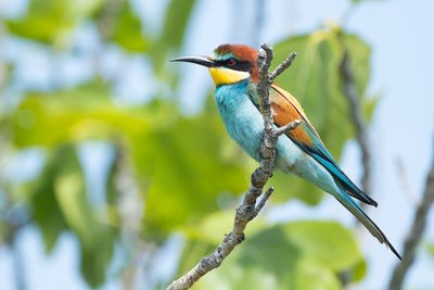 BIJENETER - Merops apiaster - EUROPEAN BEE-EATER