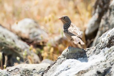 BRUINKEELORTOLAAN - Emberiza caesia - CRETZSCHMAR'S BUNTING