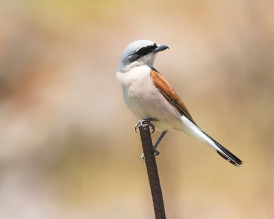 GRAUWE KLAUWIER - Lanius collurio - RED-BACKED SHRIKE