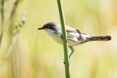 WESTELIJKE ORPHEUSGRASMUS - Curruca hortensis - WESTERN ORPHEAN WARBLER