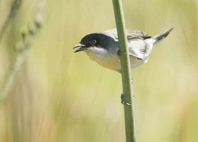 WESTELIJKE ORPHEUSGRASMUS - Curruca hortensis - WESTERN ORPHEAN WARBLER