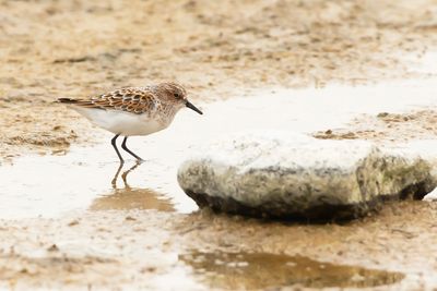 KLEINE STRANDLOPER - Calidris minuta - LITTLE STINT