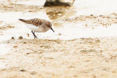 KLEINE STRANDLOPER - Calidris minuta - LITTLE STINT