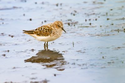 KLEINE STRANDLOPER - Calidris minuta - LITTLE STINT